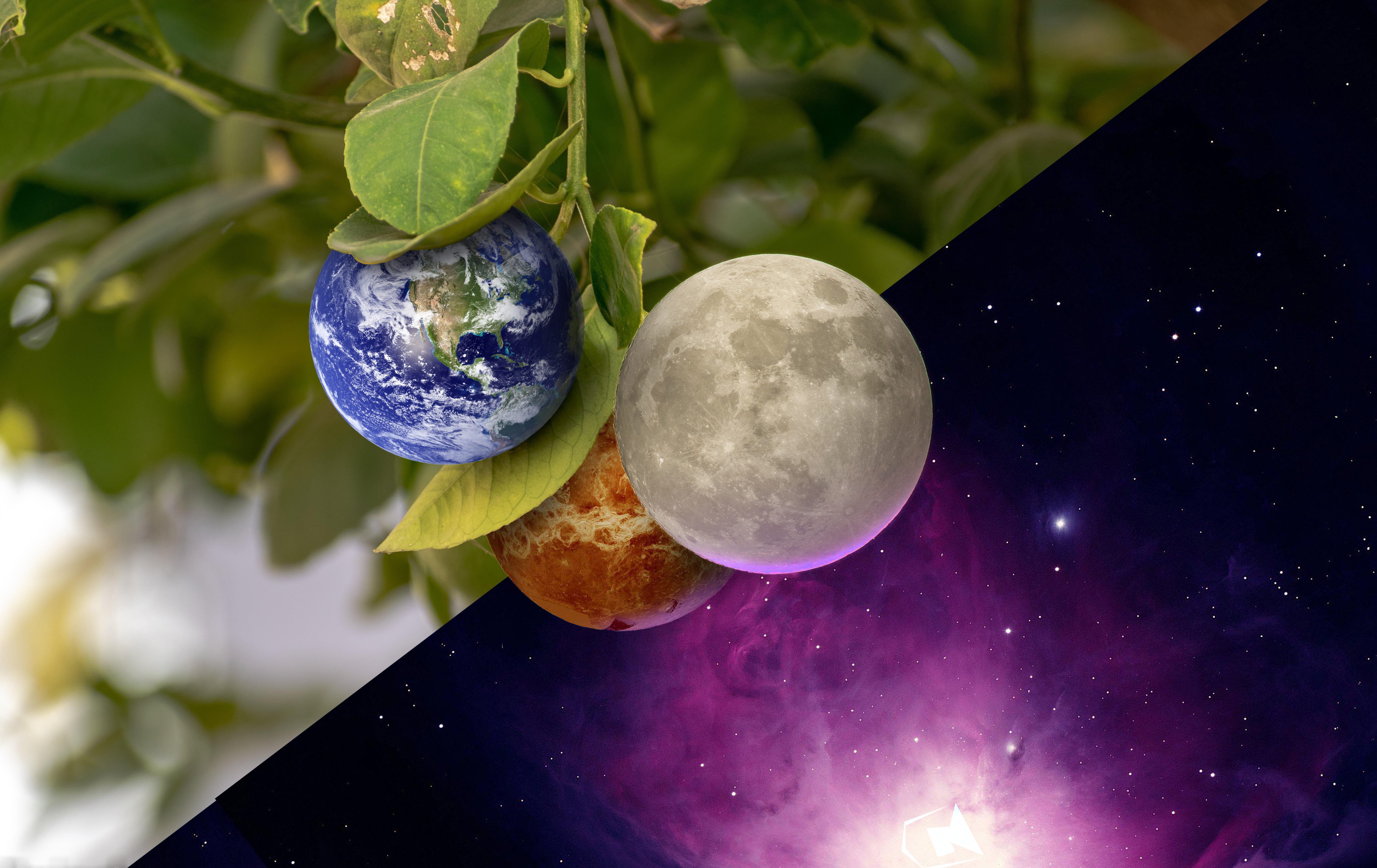 A Garden Called Galaxy