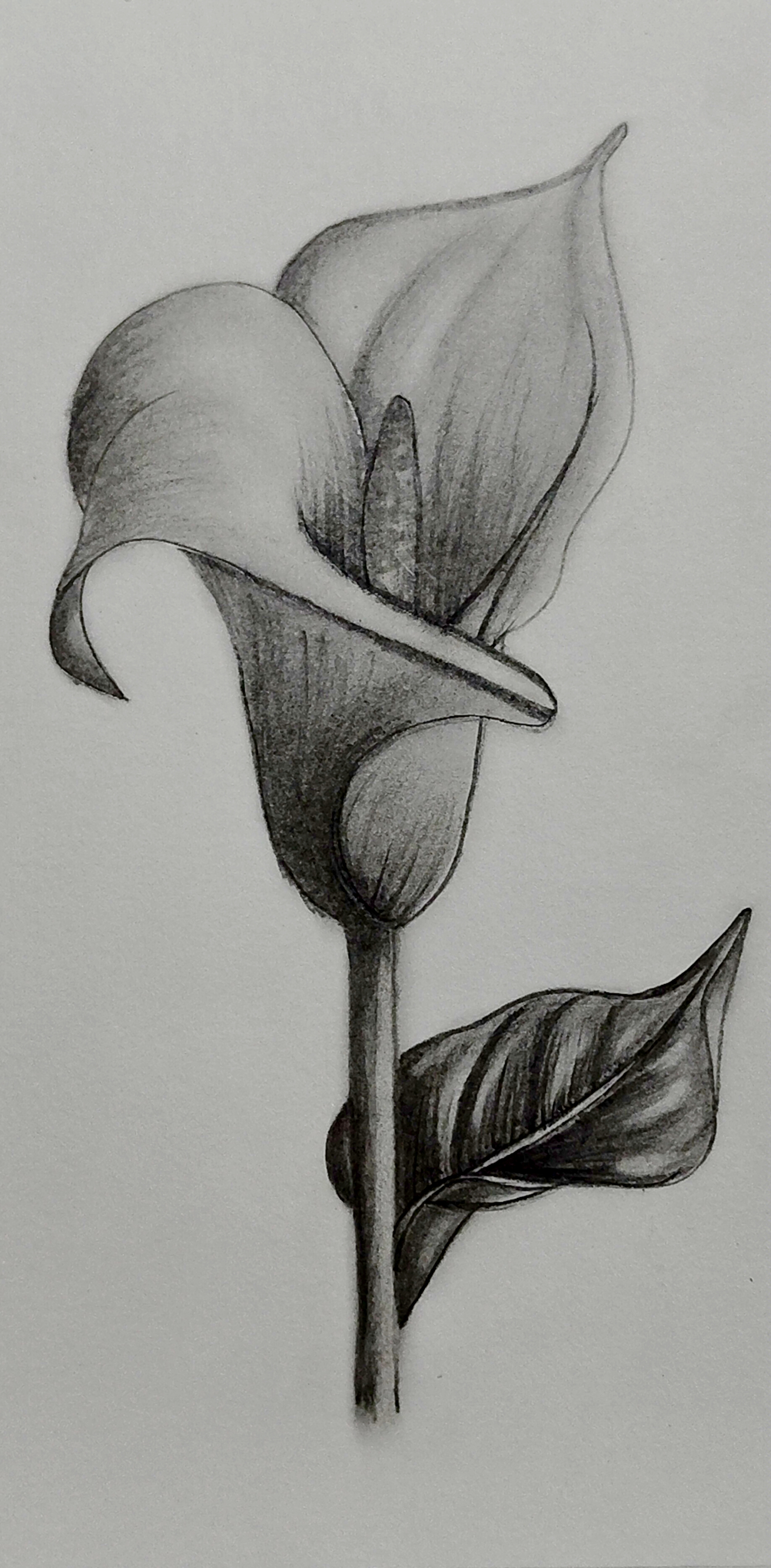 Still life sketching